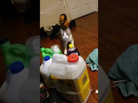 cat