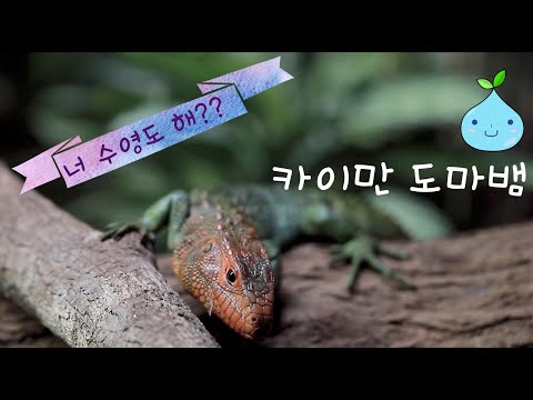 caiman lizard