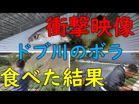 【釣り】ドブ川で釣ったボラを食べたがかなりヤバイ【衝撃映像】【危険】