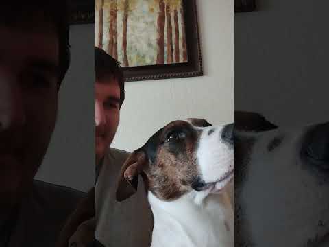 YouTube Short: When your dog doesn't want to go outside. #shorts