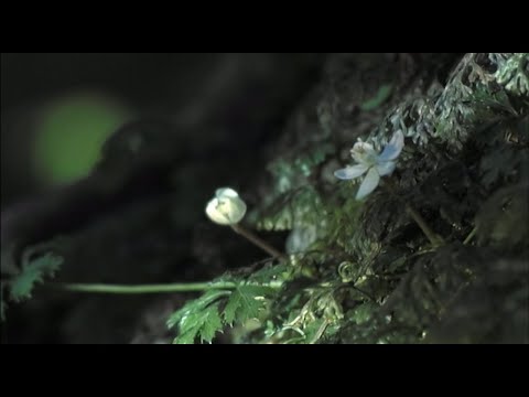 HY - 青い地球 (Official Music Video)