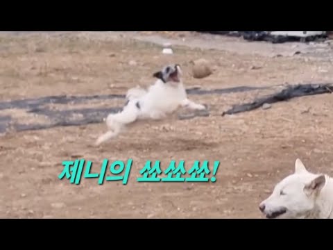 제니의 쑈쑈쑈ㅡ어디서 요런것이 왔냐?