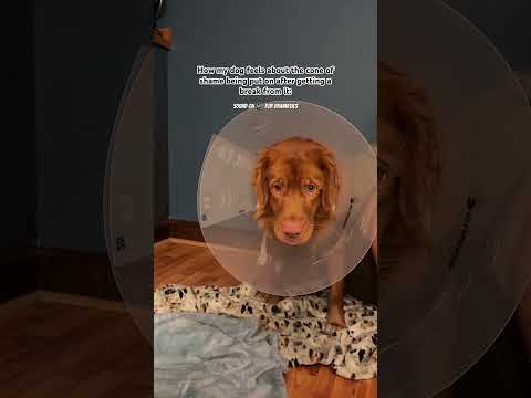POV: The angry face 😠 emoji comes to life. #toller #dramaticdog #dogneuter #dogsurgery #spayneuter