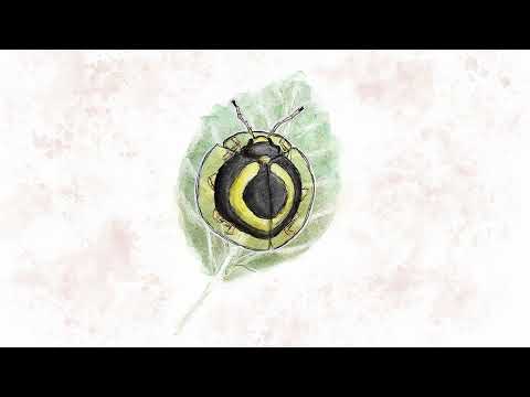 music for bugs - tortoise beetle