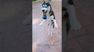 German Shepherd vs Husky🤣 Funniest Huskies | Best Videos #husky #doglovers #huskydog #shorts #dog