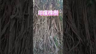 香港行山路線｜ 香港大學往山頂｜行山好去處｜初手行山