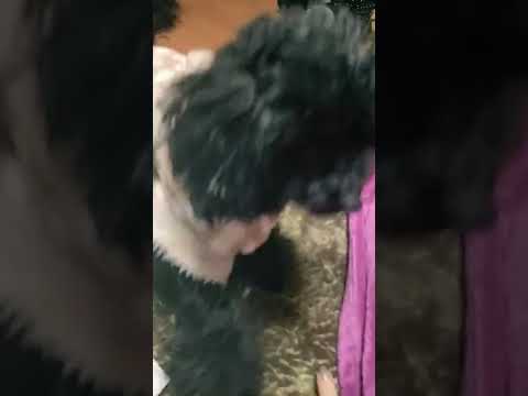 短足でも頑張って生きてる犬