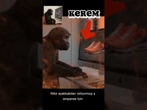 şempanze Nike istiyor 🤑🙏🙏🫡
