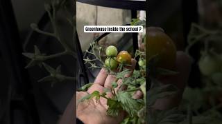 We found this in school? #dubaischools #greenhouse