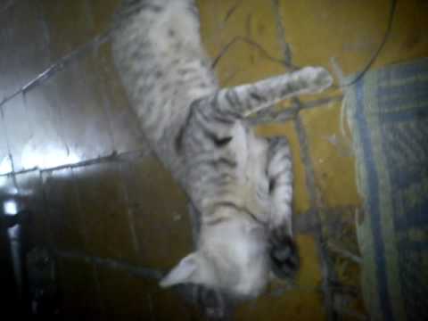Kucing Pintar