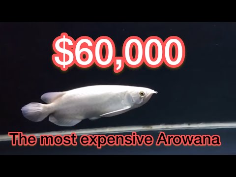Super Rare arowana fish | Top 4 most expensive arowana species : USD 60K fish