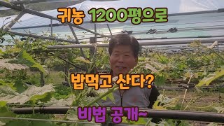 [1편]포도농장방문 귀농마인드 귀농작목선택(포도 샤인 거봉 켐벨 MBA 머루)