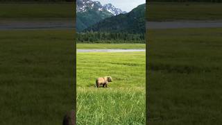 самые опасные животные в мире #shorts #факты #интересное
