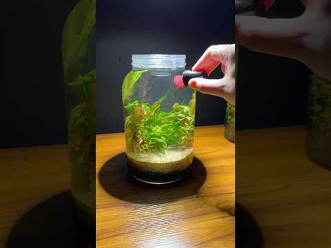 1 year old planted jar aquarium ecosystem