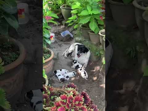 New born panda puppy