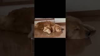 When Naps Hit the Right Notes👏🏻🎹 #shortvideo #funny #shorts