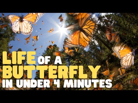 Life of a Butterfly in Under 4 Minutes | Learn about the life cycle of a butterfly