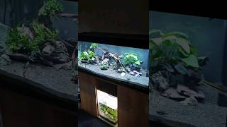 Juwel Rio 240 #Aquascape-Amateur #Fishkeeper  first large #Tropical #Freshwater #Aquarium Attempt