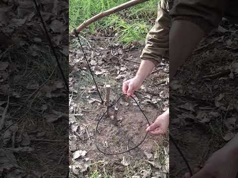 Creative trap  bushcraft #trap #survival