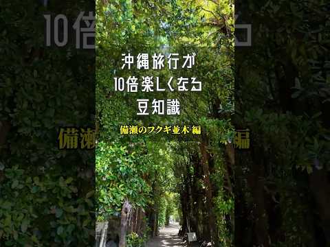 沖縄旅行が10倍楽しくなる豆知識🌺備瀬のフクギ並木編🚀 #沖縄 #沖縄旅行 #沖縄観光 #沖縄移住