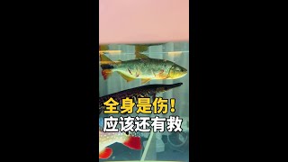 天塌了！赶紧抢救一下！#鲁伟学长 #养鱼日记