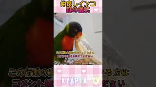 仲良しインコの謎の儀式 ＃ゴシキセイガイインコ　#オカメインコ　#shorts
