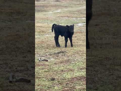 The calf looks healthy so far!!!😀￼