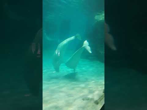 ベルーガのナナちゃん💗恋愛中です