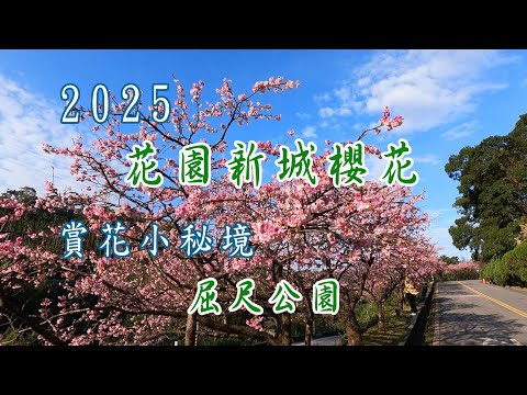 2025花園新城櫻花滿開中，春節走春賞花的人別錯過。