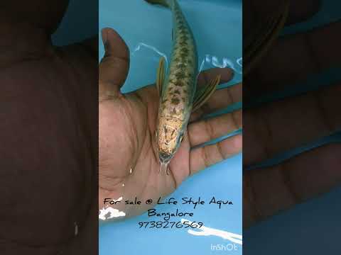 #fish #aquarium #lifestyleaqua  #arowanalovers #arowanafish #fishing #aqualover #fishtank