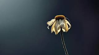 Sad Acoustic Instrumental Music - Relaxing & Reflective Playlist