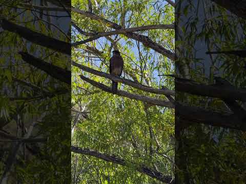 Awesome bird on our hike in New Zealand today! Anyone know what this is?