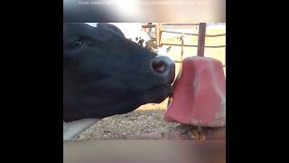 Why Cows Need Salt 😱 #shorts #facts #amazingfacts