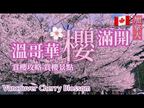 溫哥華櫻花🌸賞櫻景點攻略｜媲美日本的賞櫻勝地，到處都是櫻花！Vancouver Cherry Blossom, Canada 🇨🇦