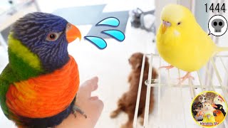 ゴシキセイガイインコ「初めまして」の後の豹変、ぴーちゃんよろしくね♪セキセイインコとご対面　Rainbow Lorikeet　 Budgie　#1444