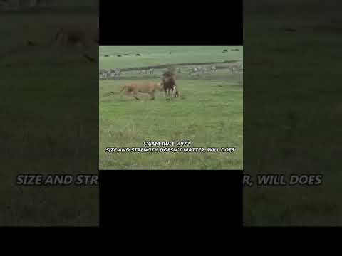 इसकी हिम्मत तो देखो
