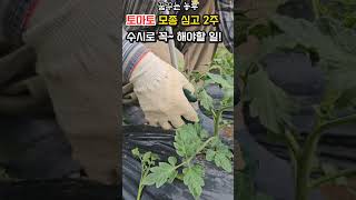 [꿈꾸는농부] 토마토 정식후 수시로 꼭~해야할 일 #토마토재배 #곁순제거 # 묶어주기 토마토다수확 #전원생활 #farming #정원관리 #food #시골살이 #농사노하우