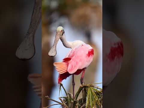 #birds #birdssinging #birdschirping #gardenbirds #birdssounds