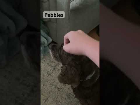 Hanging out with the dogs!