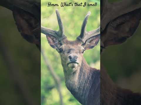 Buck smells something #nature #shortsvideo