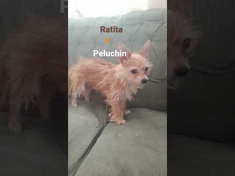 ratita y peluchin
