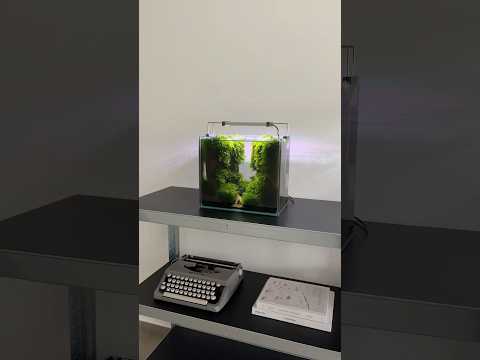 Nano break down 7 months #aquascape #aquarium #aquascaping #plantedaquarium #plantedtank #fishtank