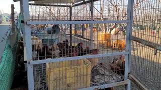 토종닭 아주쉽게 키우는방법.닭장 저렴하게 짓는방법.닭은 추위에 강합니다.