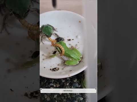 청개구리 먹방