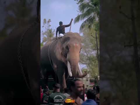 elephant#shorts#raman#ABHINAVGAMINGABHINAVVLOG