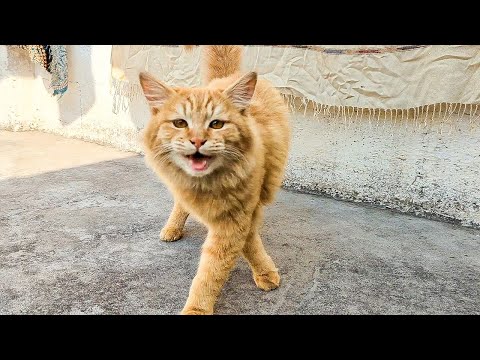 My Cats Won’t Stop Meowing – Too Cute to Handle!
