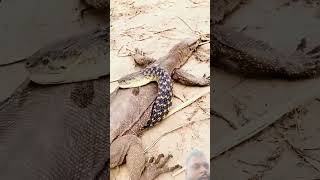 #snake #indianarmy #army #lizard #youtubeshorts #armylover #viralvideo #shortvideo #international