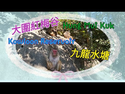 大圍紅梅谷 Hung Mui Kuk | 九龍水塘 | 九龍副水塘 | Kowloon Reservoir【Miranda Ng 生活點滴】