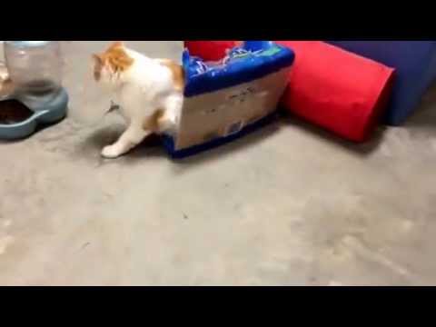 Cat Park Water