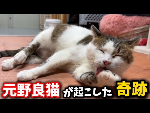 Miracle of a former stray cat who continues to be missed by people from outside the prefecture